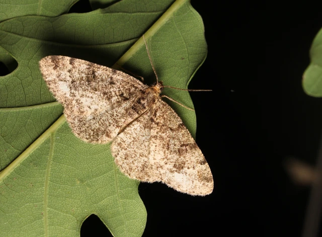 Parectropis similaria - barna zuzmóaraszoló