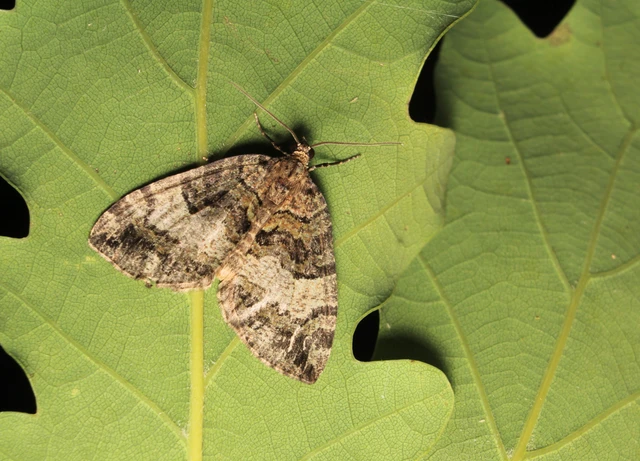 Hydriomena furcata - változékony tarkaaraszoló