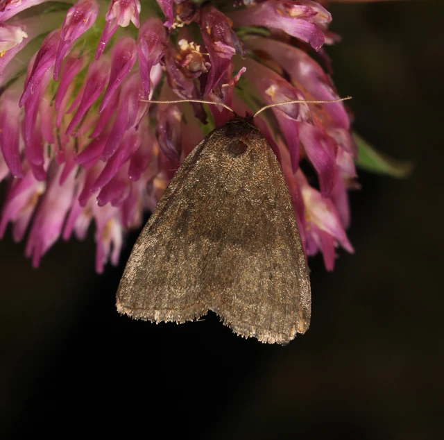 Acosmetia caliginosa - imolabagoly