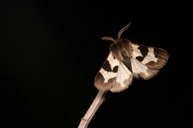 Watsonarctia deserta - tarka medvelepke