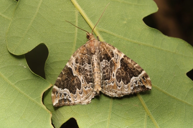 Ecliptopera silaceata - barna tarkaaraszoló