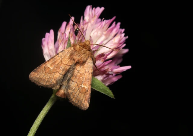 Eriopygodes imbecilla - butabagoly