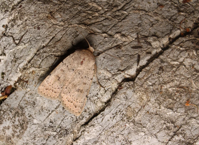 Hoplodrina respersa - bogáncs-selymesbagoly