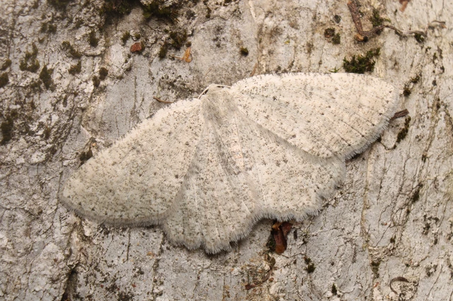 Charissa pullata - mészkőszikla-araszoló