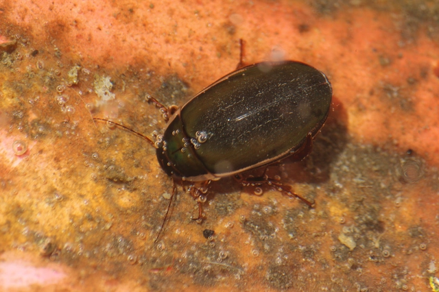 Dytiscus dimidiatus - tompacsípős csíkbogár