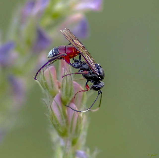 Anisobas platystylus