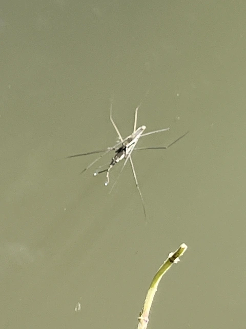 Gerridae - molnárpoloskák