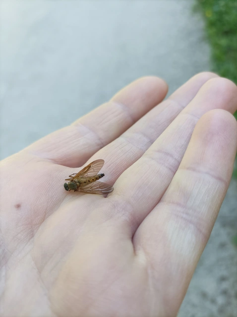 Rhagio