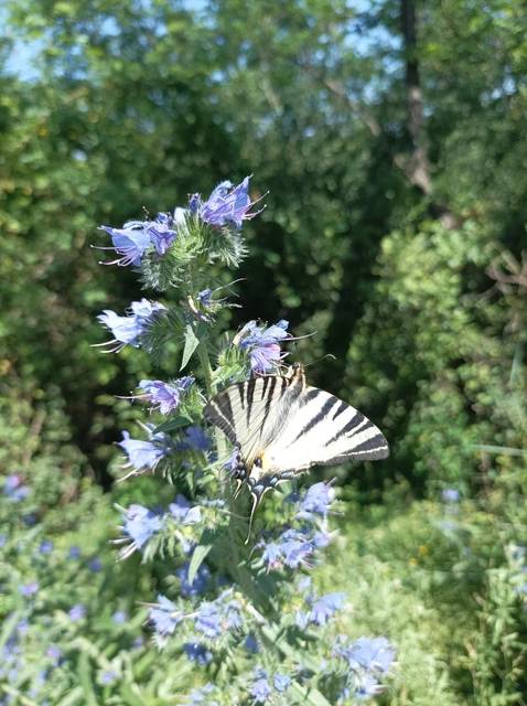 Iphiclides podalirius - kardoslepke