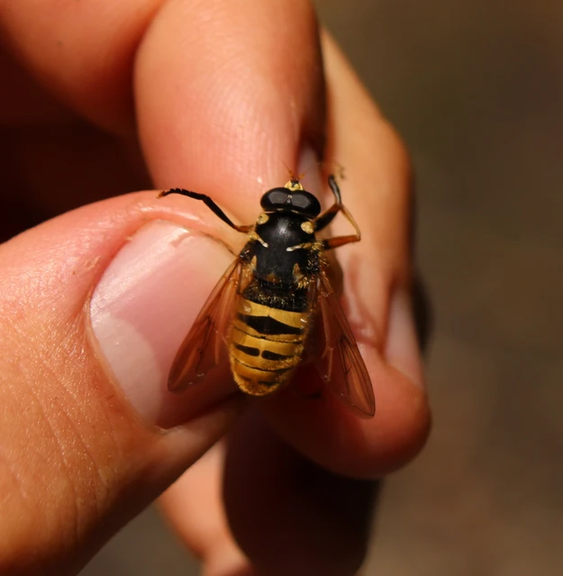 Temnostoma