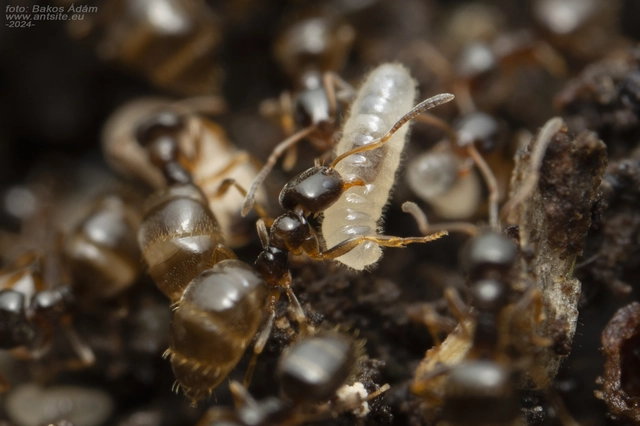 Plagiolepis pygmaea - lapos törpehangya