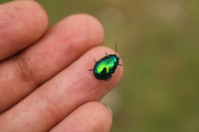 Chrysolina herbacea - zöld mentalevelész