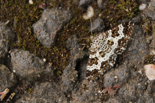 Epirrhoe tristata - gyászos tarkaaraszoló