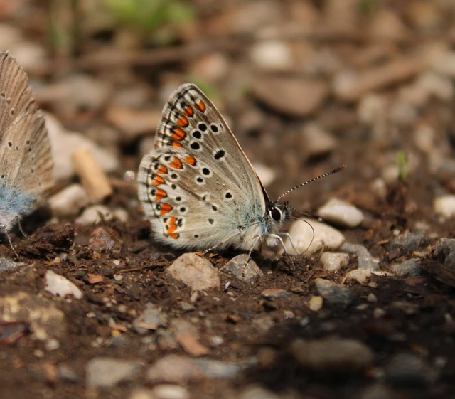 Aricia artaxerxes issekutzi - bükki szerecsenboglárka