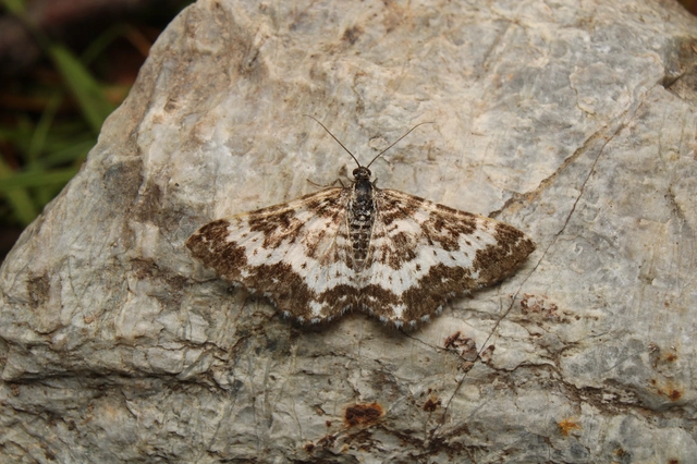 Epirrhoe tristata - gyászos tarkaaraszoló