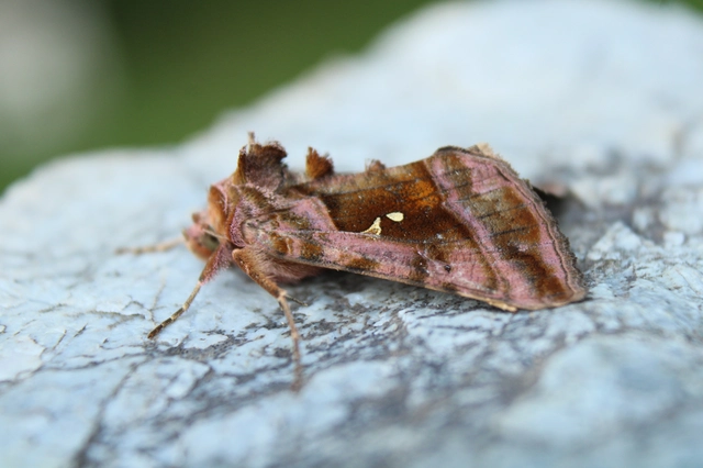Autographa jota - i-betűs aranybagoly