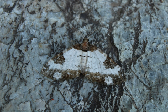 Melanthia procellata - hullámos tarkaaraszoló