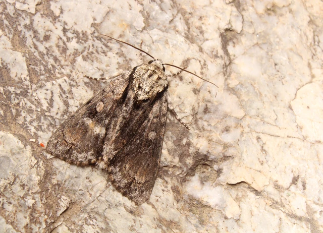 Acronicta alni - éger-szigonyosbagoly