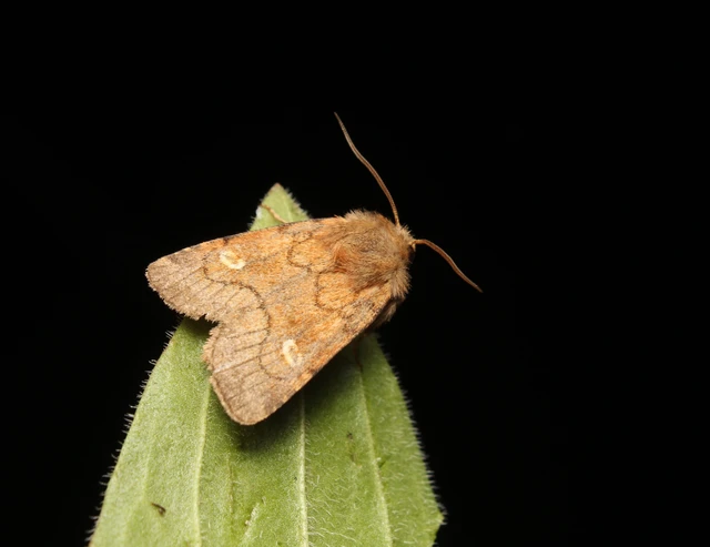 Eriopygodes imbecilla - butabagoly