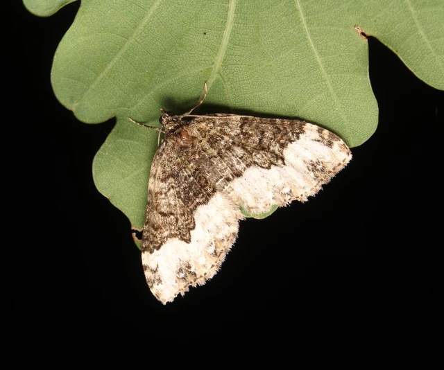 Euphyia biangulata - szegletes tarkaaraszoló