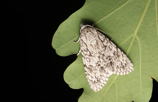 Acronicta aceris - vadgesztenye-szigonyosbagoly