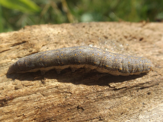 Anophia leucomelas - déli folyófűbagoly