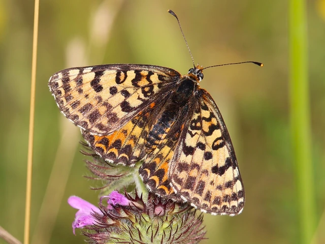 Melitaea didyma - tüzes tarkalepke