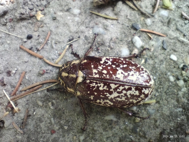 Polyphylla fullo - csapó cserebogár