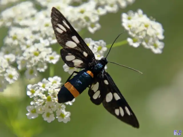 Amata phegea - fehérpettyes álcsüngőlepke