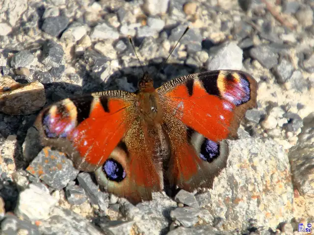 Nymphalis io - nappali pávaszem