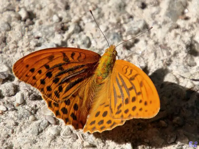 Argynnis paphia - nagy gyöngyházlepke