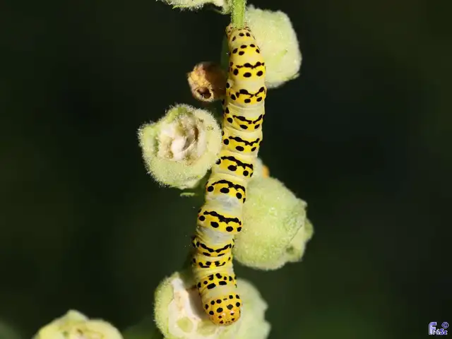 Shargacucullia lychnitis - szalmasárga csuklyásbagoly
