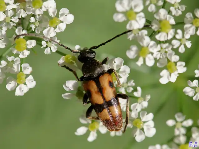 Pachytodes erraticus - rajzos virágcincér