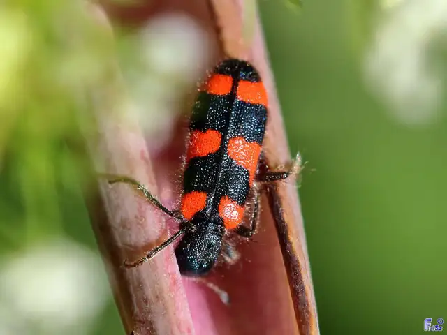 Trichodes favarius - hatfoltos méhészbogár