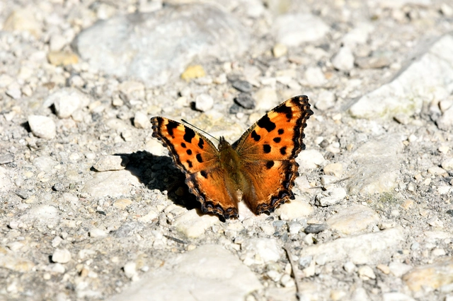 Nymphalis polychloros - nagy rókalepke