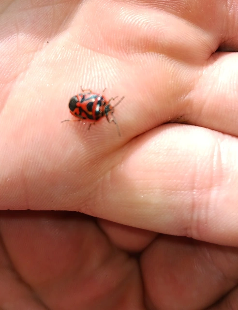 Eurydema ornata - díszespoloska