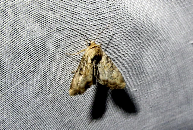 Loscopia scolopacina - csinos dudvabagoly
