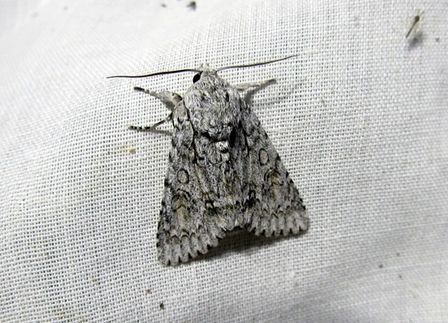 Acronicta aceris - vadgesztenye-szigonyosbagoly