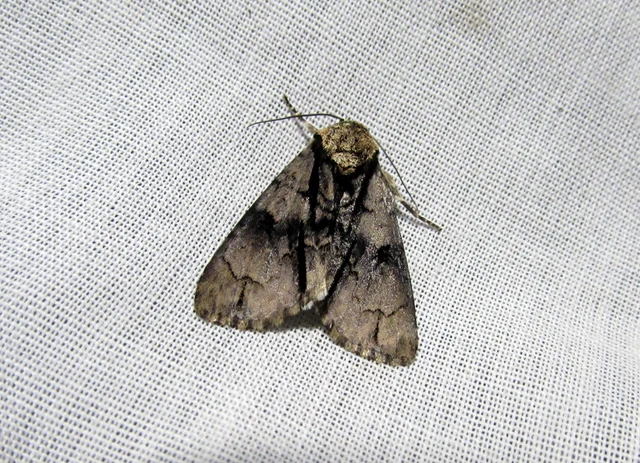 Acronicta alni - éger-szigonyosbagoly