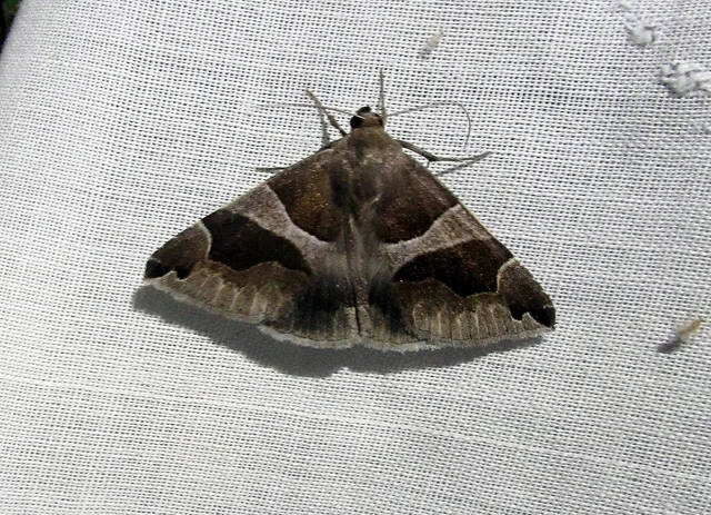 Dysgonia algira - déli porcelánbagoly