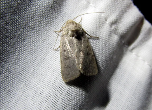 Hoplodrina respersa - bogáncs-selymesbagoly