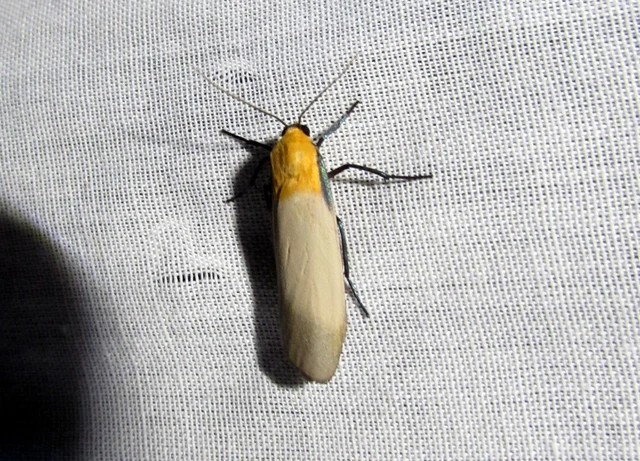 Lithosia quadra - négypettyes zuzmószövő