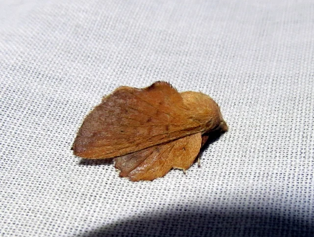 Phyllodesma tremulifolia - nyárlevélpohók