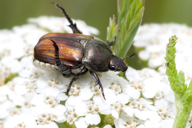 Anisoplia tempestiva - gabonaszipoly