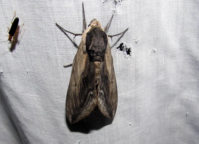 Sphinx ligustri - fagyalszender