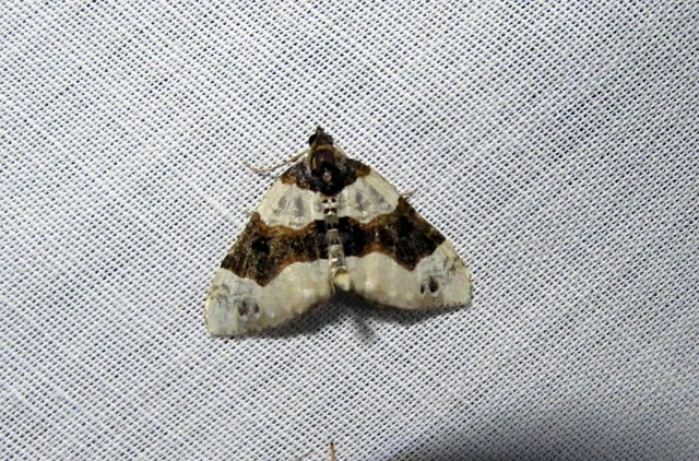 Cosmorhoe ocellata - szemes galajaraszoló