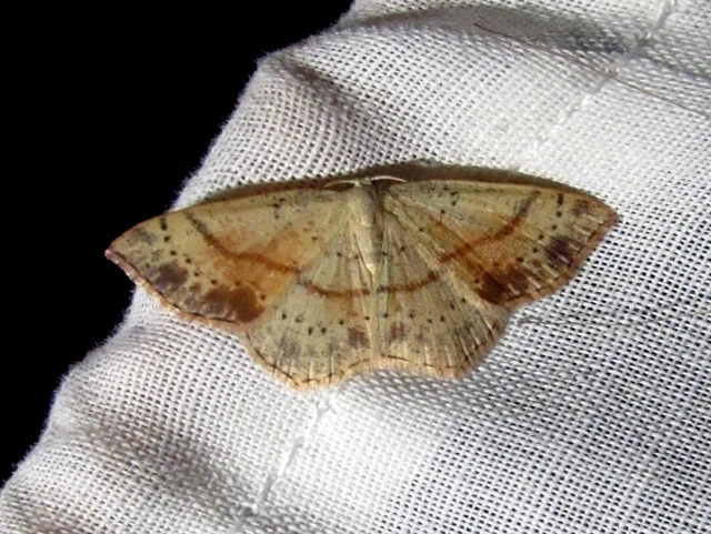 Cyclophora punctaria - sávos pettyesaraszoló