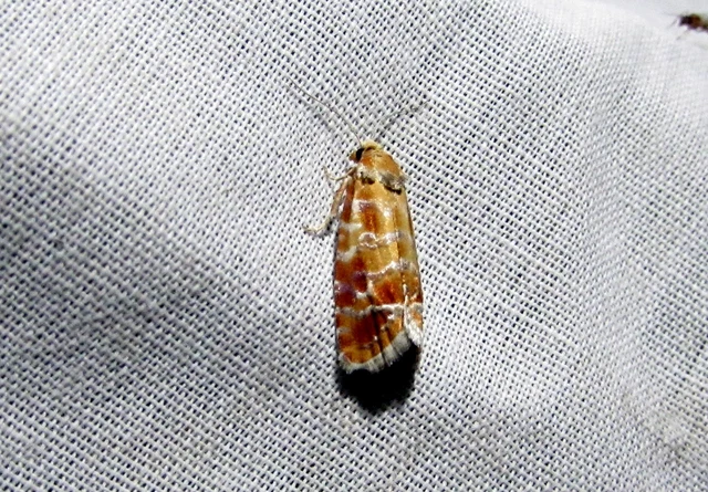 Rhyacionia