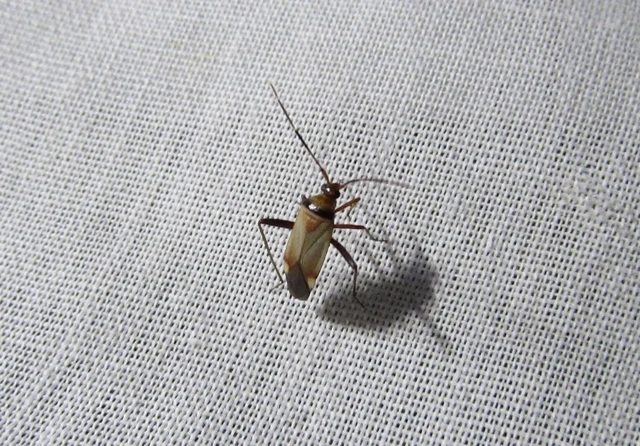 Adelphocoris vandalicus - feketevállú mezeipoloska