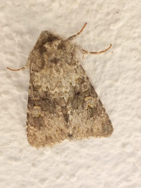 Hecatera dysodea - parajbagoly